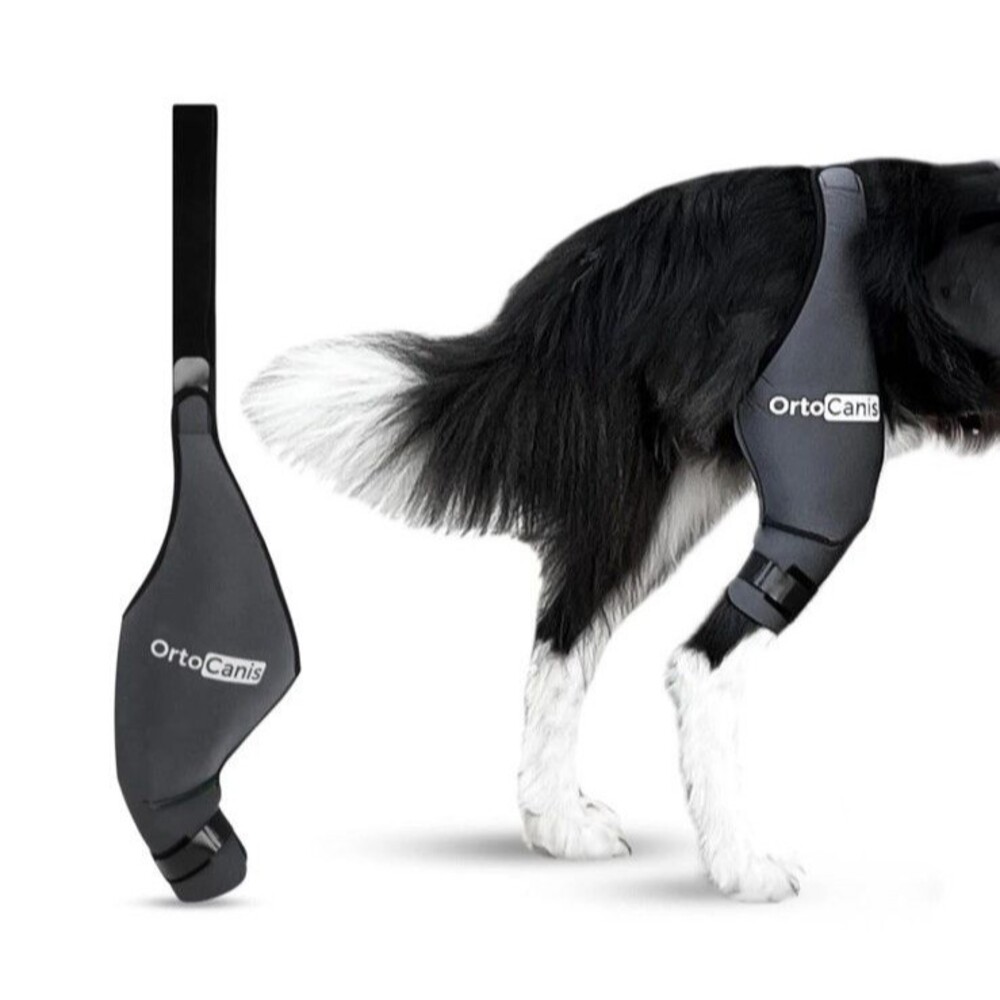 Ortocanis Dog Knee Brace Right Hind Leg Made of ARD Neoprene ACL Tear XXS